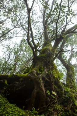 Taipei dağlarındaki orman patikaları yeşil ağaçlarla kaplıdır ve hava tazedir.