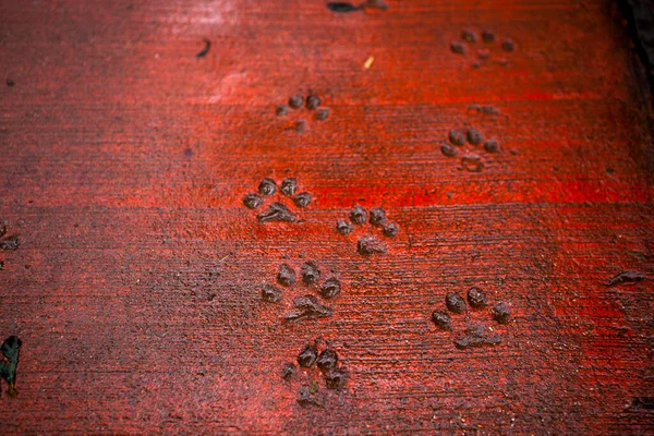 Dog footprints on the Yangmingshan forest trail in the suburbs of Taipei