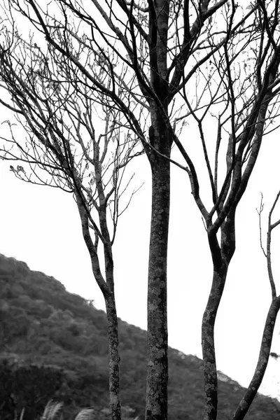 位于台北郊区的阳明山 是个风景秀丽的地方 到处都是枯树和芦苇 — 图库照片