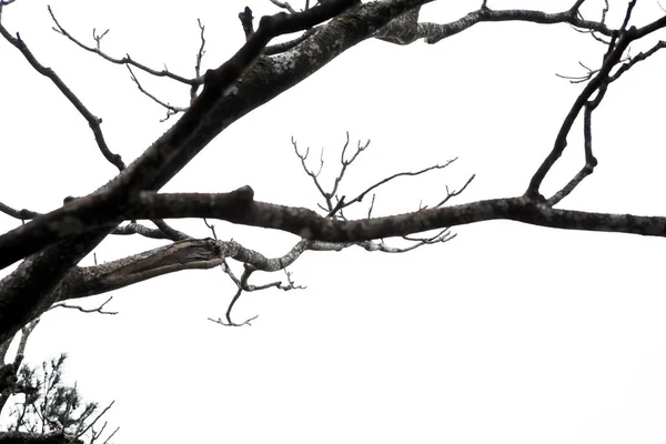 Гора Янмін Мальовниче Місце Передмісті Тайбею Мертвими Деревами Очеретом — стокове фото
