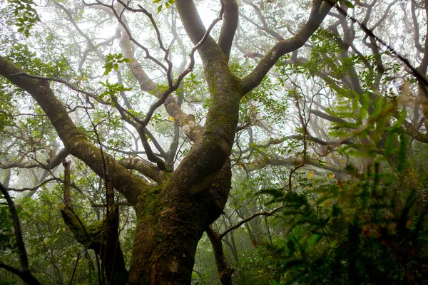 Die Waldwege Den Bergen Taiwans Sind Von Grünen Bäumen Beschattet — Stockfoto