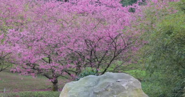 Весна Тайване Время Цветения Вишни — стоковое видео