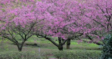 Tayvan 'da bahar kiraz çiçeklerinin açtığı mevsimdir.