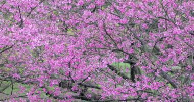 Tayvan 'da bahar kiraz çiçeklerinin açtığı mevsimdir.