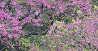 Tayvan 'da bahar kiraz çiçeklerinin açtığı mevsimdir.