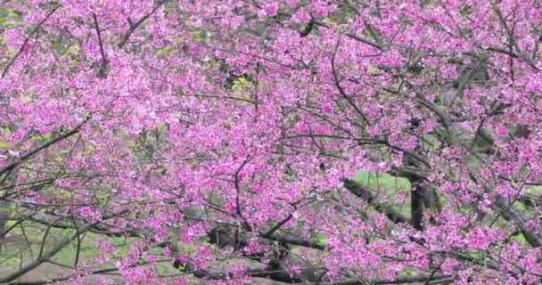 Primavera Taiwan Estação Que Flores Cerejeira Florescem — Vídeo de Stock