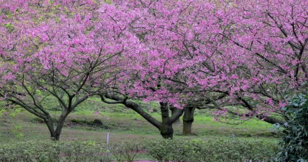 Frühling Taiwan Ist Die Jahreszeit Der Kirschblüten Blühen — Stockvideo