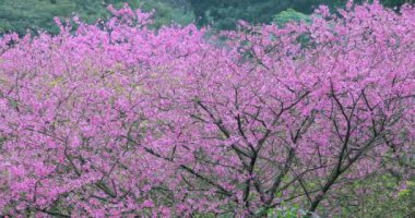 Tayvan 'da bahar kiraz çiçeklerinin açtığı mevsimdir.