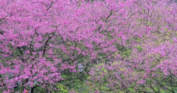 Primavera Taiwán Temporada Que Florecen Los Cerezos — Vídeos de Stock