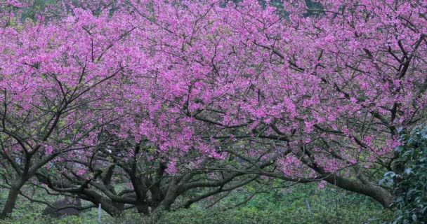 台湾的春天是樱花盛开的季节 — 图库视频影像