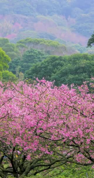 Άνοιξη Στην Ταϊβάν Είναι Εποχή Που Ανθίζουν Άνθη Της Κερασιάς — Αρχείο Βίντεο