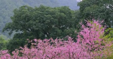 Tayvan 'da bahar kiraz çiçeklerinin açtığı mevsimdir.