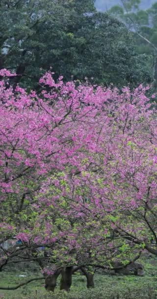 Wiosna Tajwanie Sezon Kiedy Kwitną Kwiaty Wiśni — Wideo stockowe