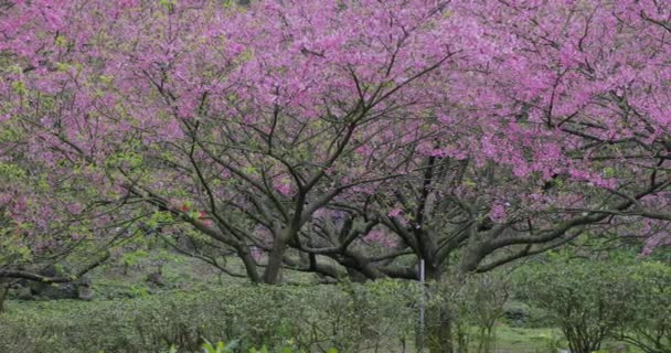 Tayvan Bahar Kiraz Çiçeklerinin Açtığı Mevsimdir — Stok video