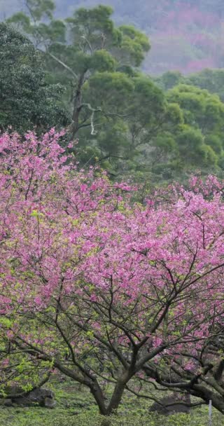 Άνοιξη Στην Ταϊβάν Είναι Εποχή Που Ανθίζουν Άνθη Της Κερασιάς — Αρχείο Βίντεο