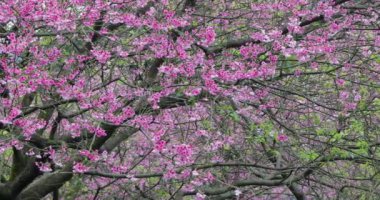 Tayvan 'da bahar kiraz çiçeklerinin açtığı mevsimdir.