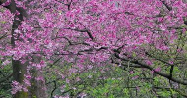 Tayvan 'da bahar kiraz çiçeklerinin açtığı mevsimdir.