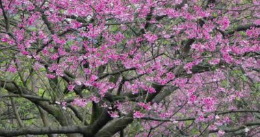 Tayvan 'da bahar kiraz çiçeklerinin açtığı mevsimdir.