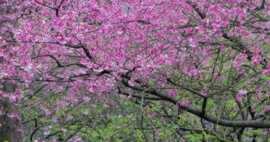 Tayvan 'da bahar kiraz çiçeklerinin açtığı mevsimdir.