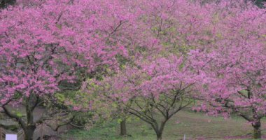 Tayvan 'da bahar kiraz çiçeklerinin açtığı mevsimdir.