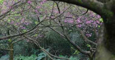 Tayvan 'da bahar kiraz çiçeklerinin açtığı mevsimdir.