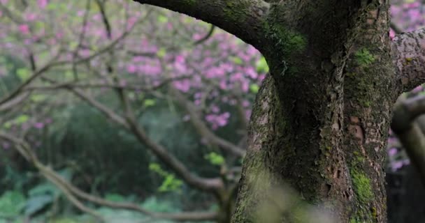 Printemps Taiwan Est Saison Fleurissent Les Cerisiers — Video