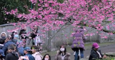 Tayvan 'da bahar, kiraz çiçeklerinin açtığı kiraz çiçekleri mevsimi kalabalığıdır (2023 02 Tayvan Taipei)