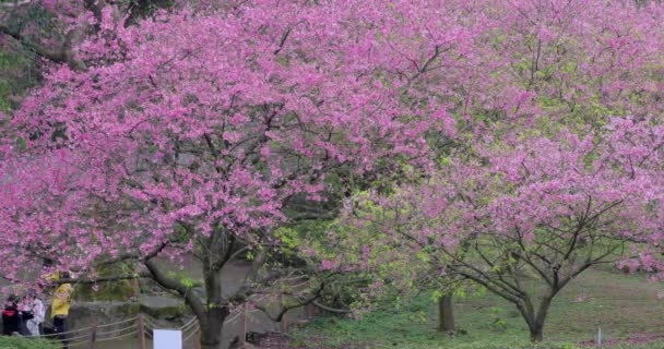 在台湾 春天是樱花盛开的时节 是观赏樱花的季节 2023 02台湾台北 — 图库视频影像