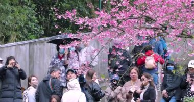 Tayvan 'da bahar, kiraz çiçeklerinin açtığı kiraz çiçekleri mevsimi kalabalığıdır (2023 02 Tayvan Taipei)