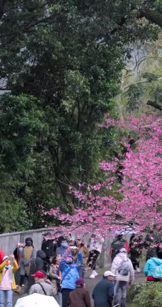 Spring Taiwan Crowd Cherry Blossom Viewing Season Cherry Blossoms Full — Stock Video