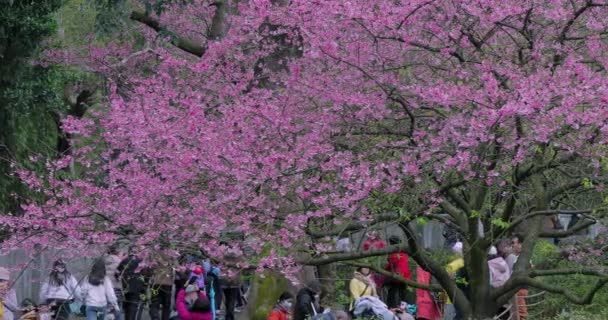 Primavera Taiwán Multitud Flores Cerezo Viendo Temporada Cuando Las Flores — Vídeos de Stock