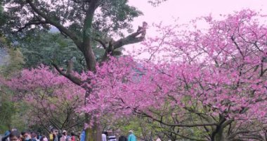 Tayvan 'da bahar, kiraz çiçeklerinin açtığı kiraz çiçekleri mevsimi kalabalığıdır (2023 02 Tayvan Taipei)