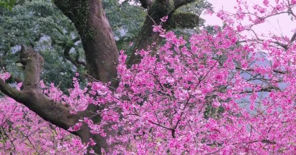 Tayvan Bahar Kiraz Çiçeklerinin Açtığı Kiraz Çiçekleri Mevsimi Kalabalığıdır 2023 — Stok video