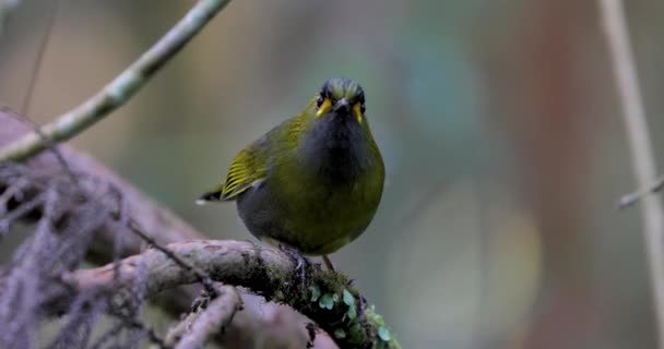 Uccello Nella Foresta Salta Sul Ramo — Video Stock