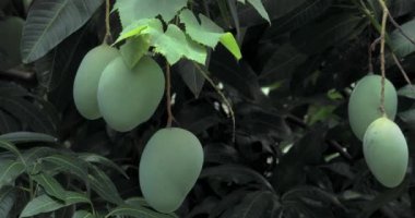 Mangoes about to ripen on a mango tree in the sun