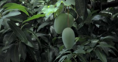 Mangolar güneşte bir mango ağacında olgunlaşmak üzereler.