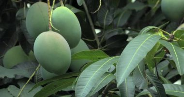 Mangolar güneşte bir mango ağacında olgunlaşmak üzereler.