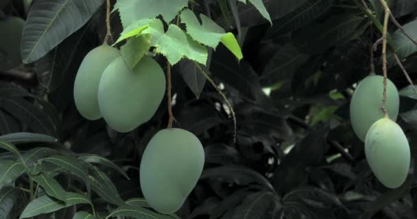 Mango Dojrzewa Drzewie Mango Słońcu — Wideo stockowe