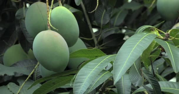 Mango Dojrzewa Drzewie Mango Słońcu — Wideo stockowe