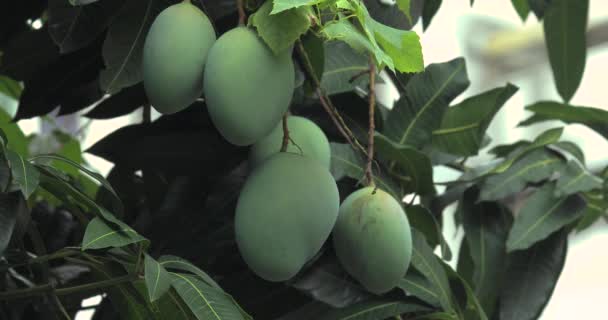 Mangolar Güneşte Bir Mango Ağacında Olgunlaşmak Üzereler — Stok video