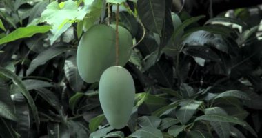 Mangoes about to ripen on a mango tree in the sun