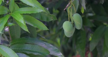Mangoes about to ripen on a mango tree in the sun
