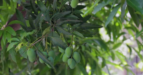 Mangoes Ripen Mango Tree Sun — Αρχείο Βίντεο