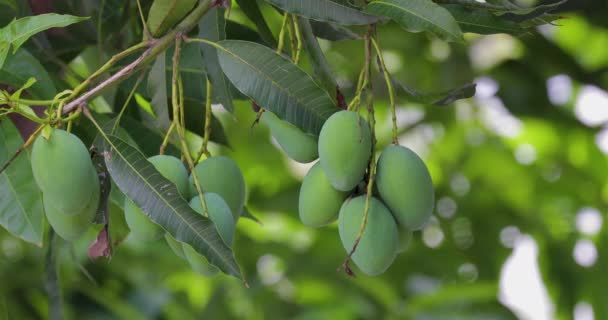 Mangoes Ripen Mango Tree Sun — Vídeo de Stock