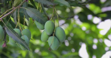 Mangolar güneşte bir mango ağacında olgunlaşmak üzereler.