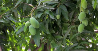 Mangolar güneşte bir mango ağacında olgunlaşmak üzereler.