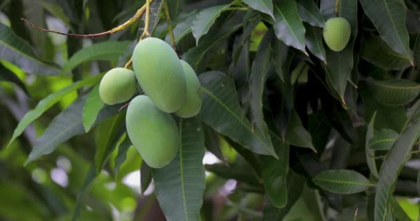 Mangoes Ripen Mango Tree Sun — Wideo stockowe