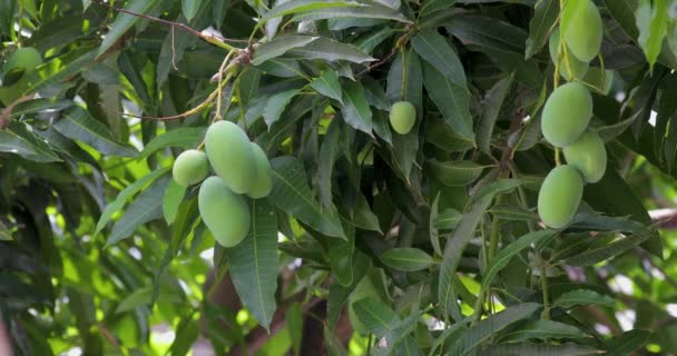 Mangoes Ripen Mango Tree Sun — Stockvideo