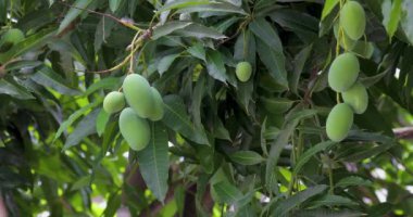 Mangolar güneşte bir mango ağacında olgunlaşmak üzereler.