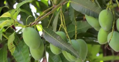 Mangolar güneşte bir mango ağacında olgunlaşmak üzereler.
